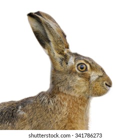 Brown Hare Portrait Isolated On White