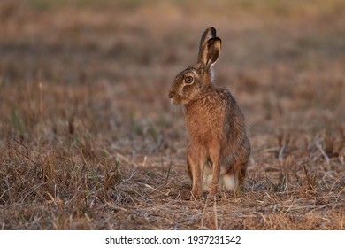 野うさぎ の画像 写真素材 ベクター画像 Shutterstock