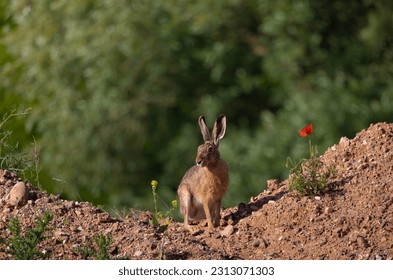 A brown hare sits on top of a pile of dirt. He looks suspiciously at the observer, deciding what to do now. - Shutterstock ID 2313071303