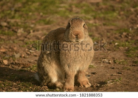 Similar – Rabbit eating flowers