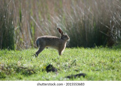 Brown Hare Stretching In A Field In The UK. 