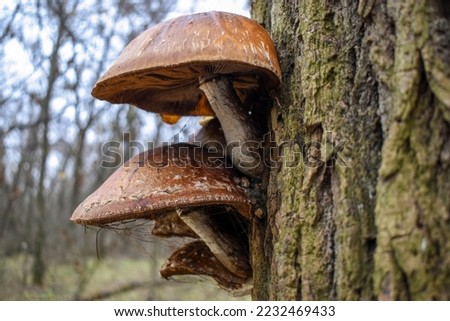Brown hat of mushroom Pholiota populnea in a web growing on a tree, close-up