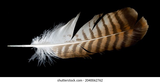 Brown Hawk Feather On Black Isolated Background