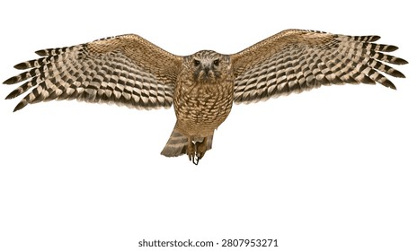 Brown hawk in flight with wings spread wide and sharp talons