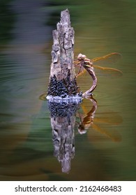 Brown Hawker Dragonfly (Aeshna grandis) female lays eggs in a swamp pond.