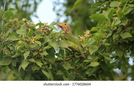 Brown Headad-barbet Is An Asian Barbet Species Native To The Indian Subcontinent,where It Inhabits Tropical And Subtropical Moist Broadleaf Forests.