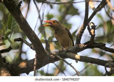 Brown Headed Barbet  (Psilopogon Zeylanicus) Is An Asian Barbet Species Native To The Indian Subcontinent, Where It Inhabits Tropical And Subtropical Moist Broadleaf Forests. 