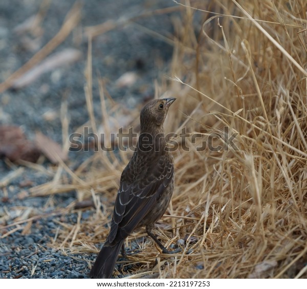 Brown headed cowbird feeding on the\
ground, it is a blackbird with stout bill, short tail and stocky\
body. Males are glossy black with chocolate brown\
head.