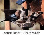 A Brown Headed Cowbird on the bird feeder