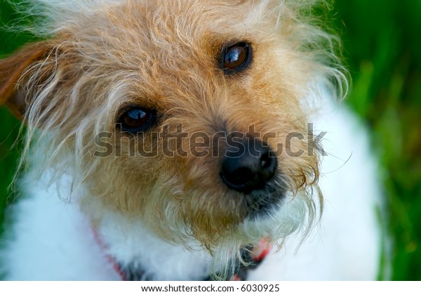 Brown Headed Rough Coat Jack Russell Stock Photo Edit Now 6030925