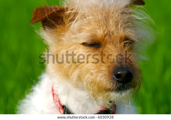 Brown Headed Rough Coat Jack Russell Stock Photo Edit Now 6030928