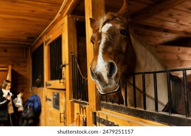 Brown heavyweight stallion peers from stall in wood-paneled stable. Caring for horses on farm. Riding school. Conditions of keeping and care of ungulates. Grooming for horses. Veterinary care - Powered by Shutterstock