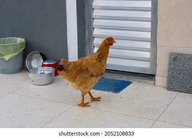 A Brown Hen Beside Pots In Front Of A Humble House