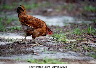 A Brown Hen Catching Bugs On The Farm