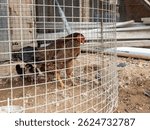 Brown hen with chicks inside a wire cage on a sandy ground