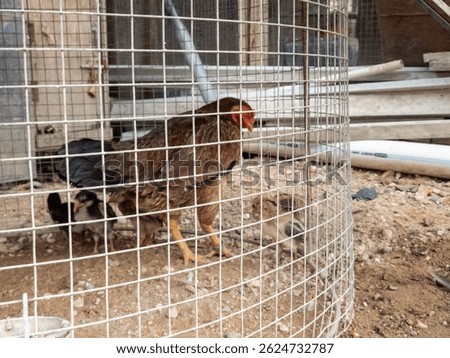 Brown hen with chicks inside a wire cage on a sandy ground