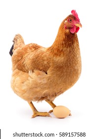 Braune Henne mit Ei einzeln auf Weiß, Studioaufnahme.