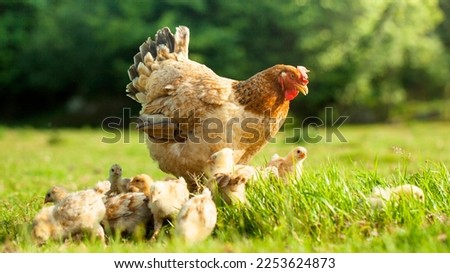 A brown hen and her chicks roam the agricultural fields, grazing freely in the summer sun on the farm in nature. Free range hen eating on an organic egg farm
