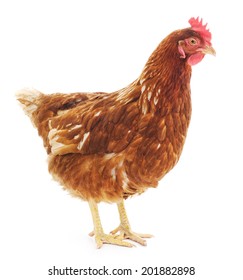 Brown Hen Isolated On White Background Stock Photo 486900946 | Shutterstock