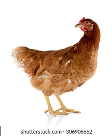 Brown Hen Isolated On White