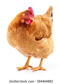 brown hen isolated on white, studio shot - Shutterstock ID 584404882