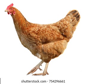 Brown Hen Isolated On White Background Stock Photo 486900946 | Shutterstock