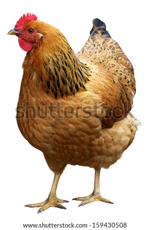 Brown hen isolated on a white background.