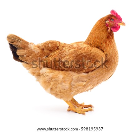 brown hen isolated on white, studio shot