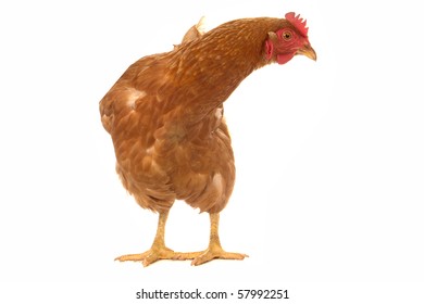 Brown Hen On White Background Stock Photo 57992251 | Shutterstock