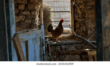 A brown hen perched by the window of a rustic stone barn in the countryside - Powered by Shutterstock