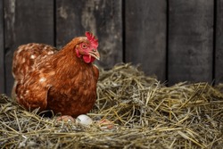 Brown Hen Sits On The Eggs In Hay Inside A Wooden Chicken Coop