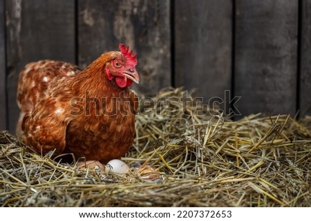brown hen sits on the eggs in hay inside a wooden chicken coop