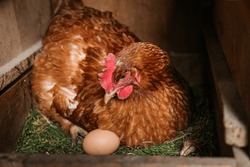 Brown Hen Sitting In Nest With Egg, Hen And Egg, Hen Poultry Hatching Egg, Brood Hen, Farming And Chicken Coop
