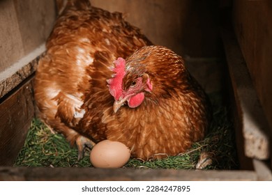 brown hen sitting in nest with egg, hen and egg, hen poultry hatching egg, brood hen, farming and chicken coop