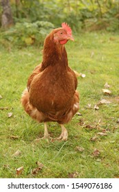 Brown hen standing on the green lawn
