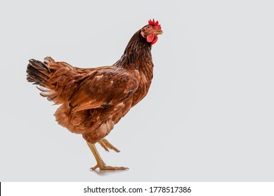 brown hen walking isolated on white, studio shot,chicken.