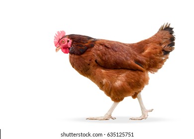 brown hen walking isolated on white, studio shot,chicken,Chicken upset,hen.