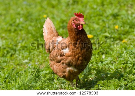 Similar – Image, Stock Photo Chicken on meadow. Food