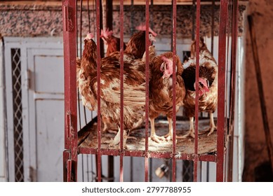 Brown hens crowded inside a rusty metal cage in a dim farm coop, highlighting confinement, small-scale poultry farming and animal welfare concerns with textured feathers, natural light and worn surfaces.