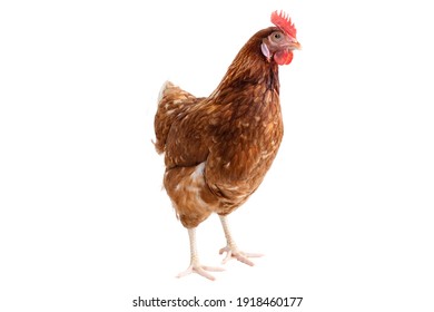 Brown hens isolated on white background, Laying hens farmers concept.