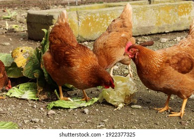 Brown hens pecking a fresh cabbage in the farmyard - Shutterstock ID 1922377325