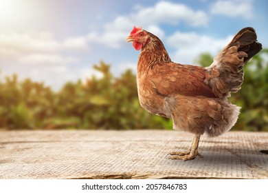 Brown hens posing, Laying hens farmers concept.