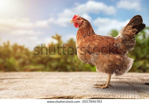 Brown hens\
posing, Laying hens farmers\
concept.