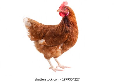 Brown hens Turn around isolated on white background, Laying hens farmers concept.