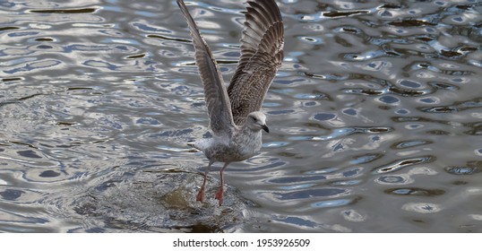 A Brown Herring Gull Almost Touching Down On A Sunny Day Over The River Dee In Chester, Cheshire 