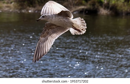 A Brown Herring Gull In Flight On A Sunny Day Over The River Dee In Chester, Cheshire 