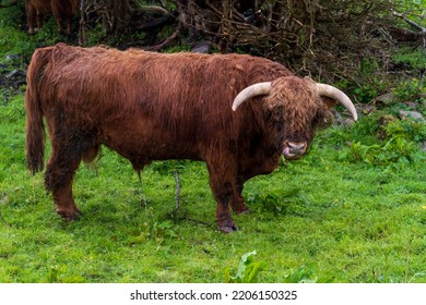 Brown Highland Cattle Bull On Green Meadow In County Kerry, Ireland