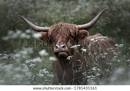 Brown Highland cattle cow in green grass with white flowers.