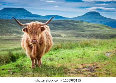 12,258 Highland cow scotland Images, Stock Photos & Vectors | Shutterstock