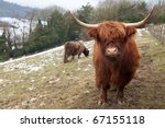 A brown highland cow with long horns looks directly at camera.